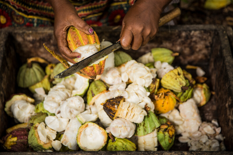 cocoa pods being opened ,harvested