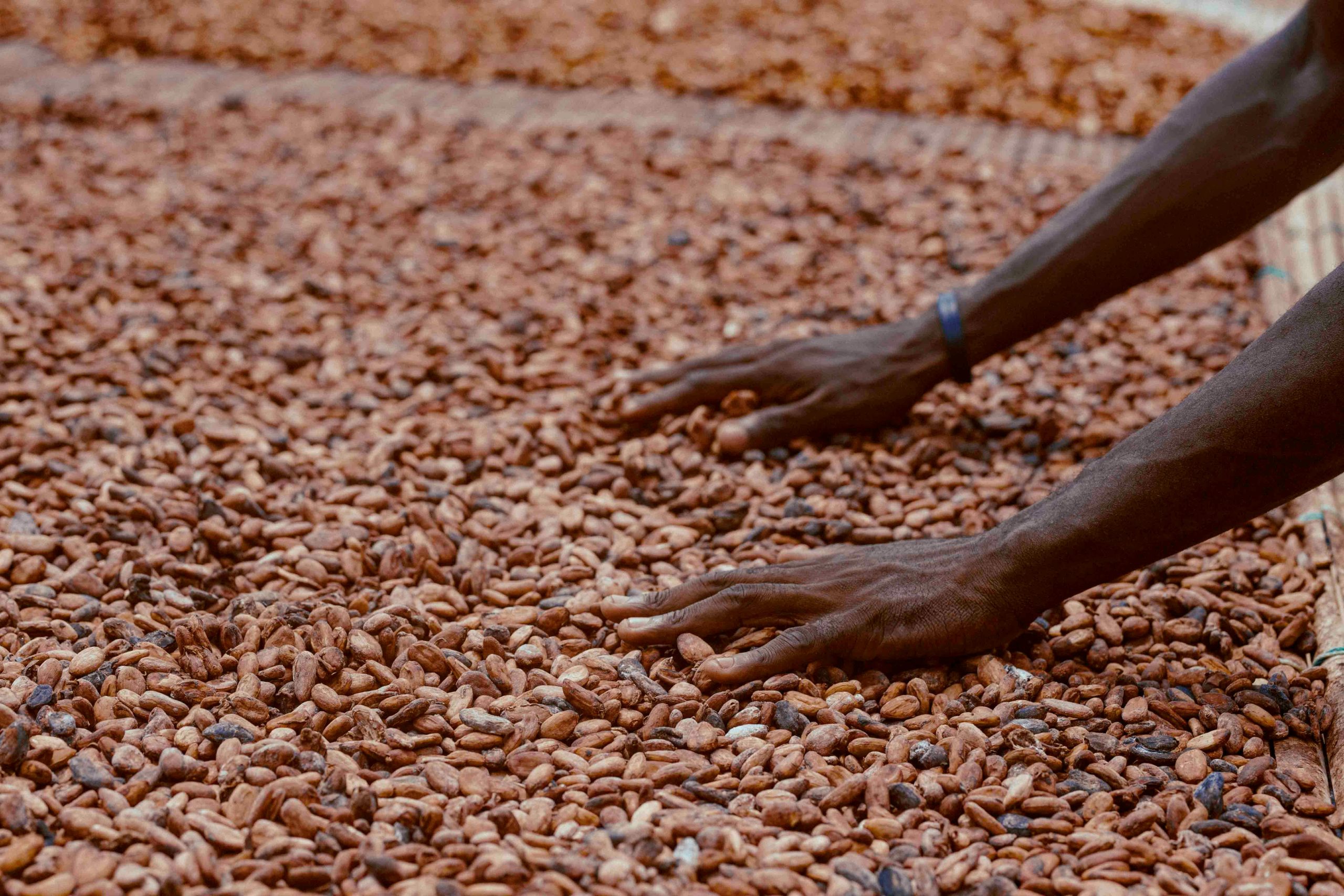 cocoa beans drying on raised mats