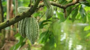 Preparing for 2026: Navigating the EU Deforestation Regulation (EUDR)